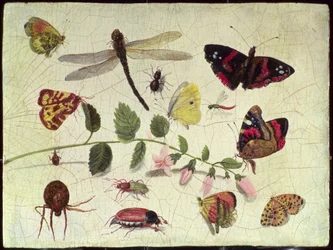 Butterflies, Insects and Flowers